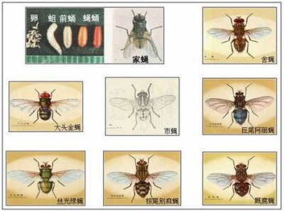 灭蝇防治措施